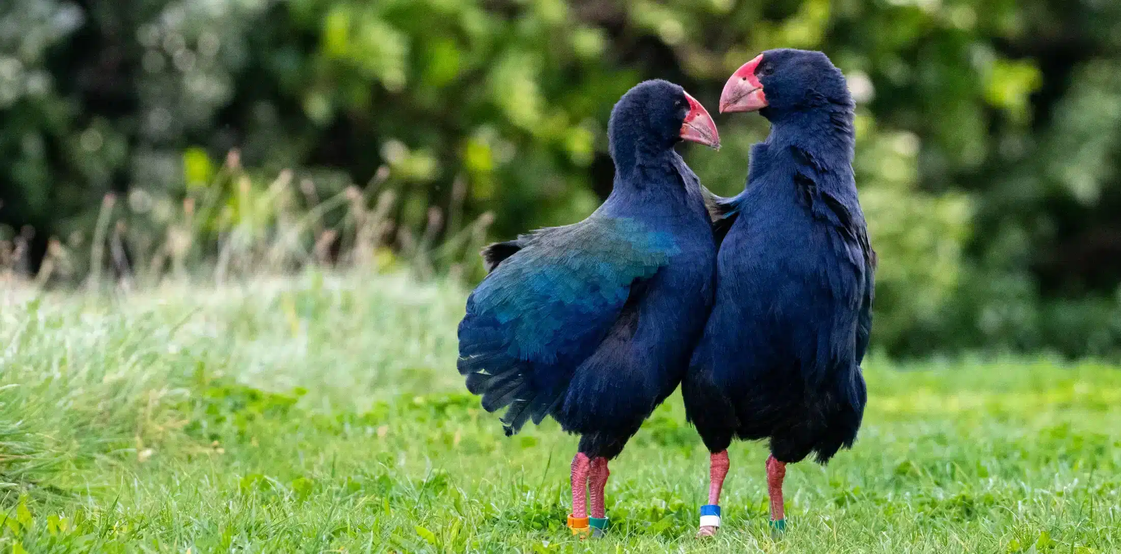 Two takahe embracing at Tiritiri Matangi Island. An opportunity for New Zealand's environment.