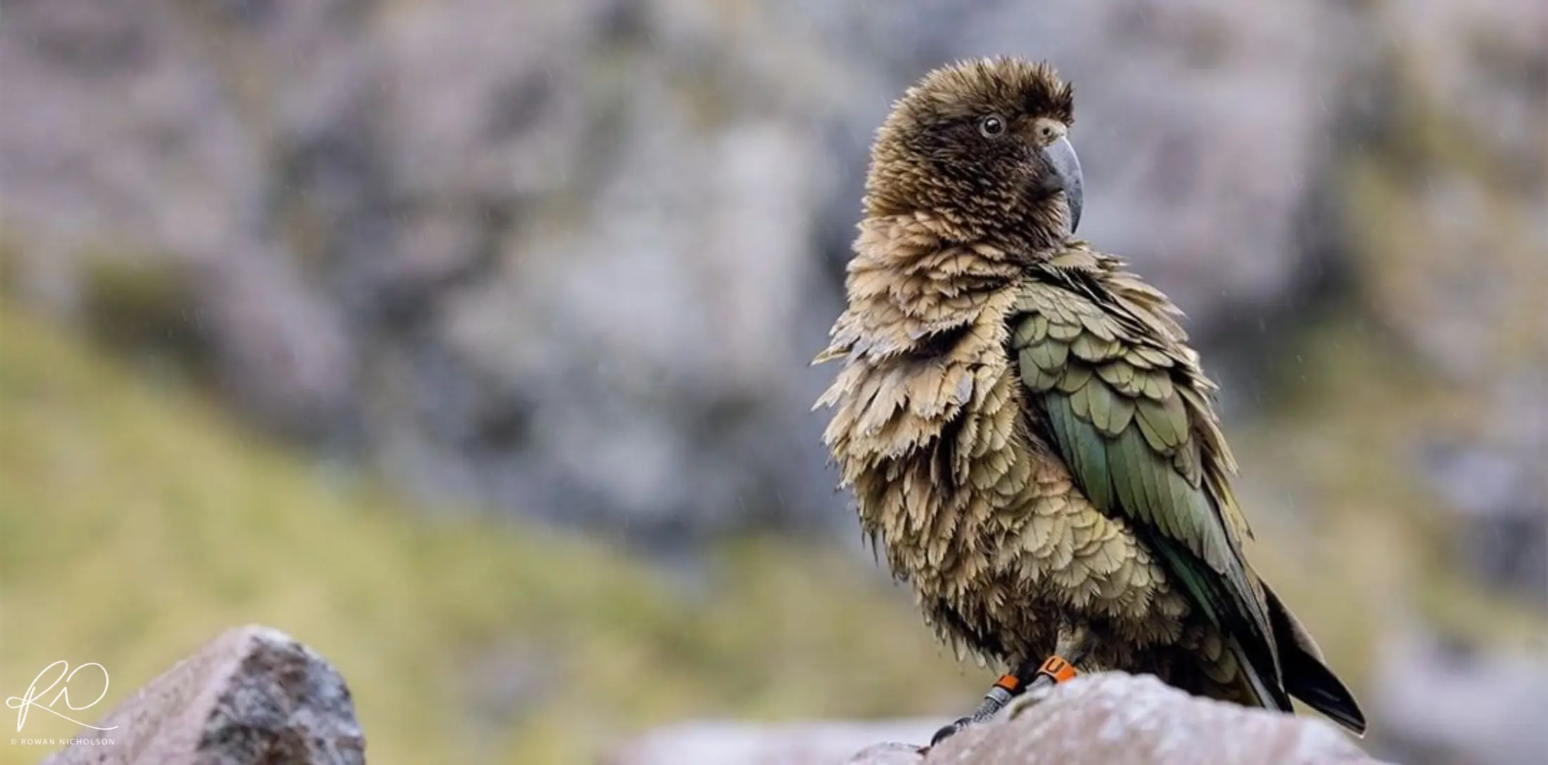 Kea are an example of a New Zealand native bird that we are wanting to build a greener future for.